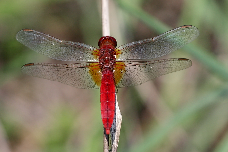 Libellula rossa